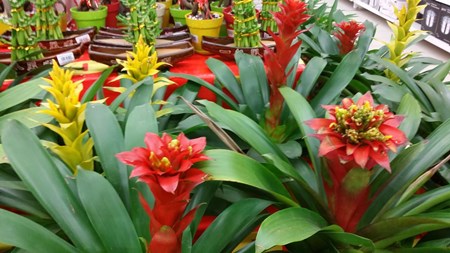 วิธีการดูแล guzmania ที่บ้าน วิธีการดูแล guzmania ที่บ้าน