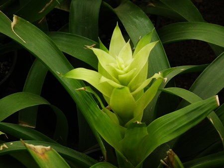 Guzmania: วิธีการดูแลฤดูผสมพันธุ์ Guzmania: วิธีการดูแลฤดูผสมพันธุ์