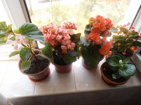 Begonia ดอกไม้ในร่ม: ดูแลบ้าน