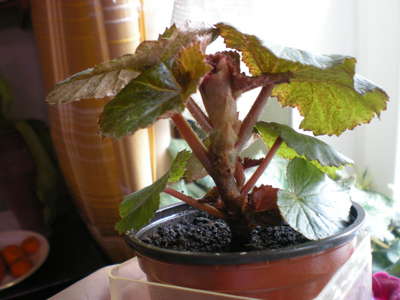 Begonia ดอกไม้ในร่ม: ดูแลบ้าน