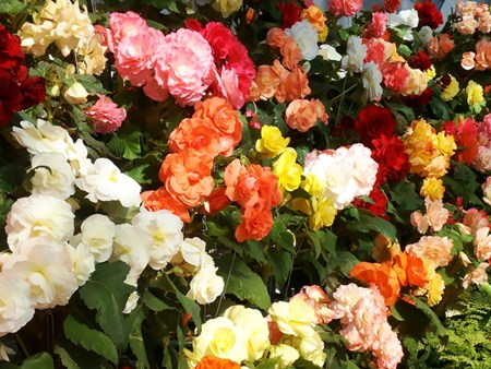 Begonia ดอกไม้ในร่ม: ดูแลบ้าน