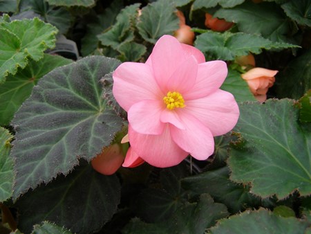 Begonia ดอกไม้ในร่ม: ดูแลบ้าน