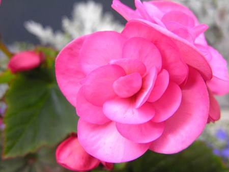 ขอทานมาขอทานมาจากป่าเขตร้อนและกึ่งเขตร้อน Begonia ดอกไม้ในร่ม: ดูแลบ้าน