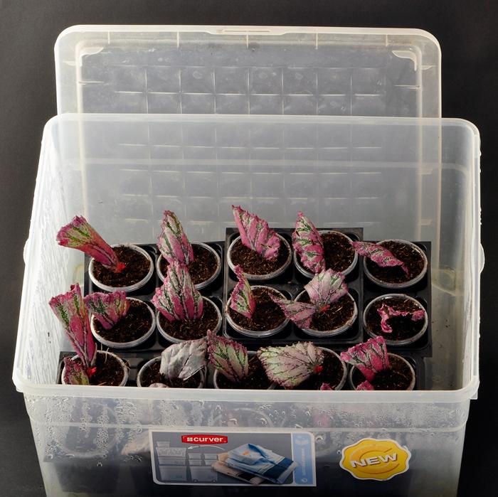 Begonia ดอกไม้ในร่ม: ดูแลบ้าน
