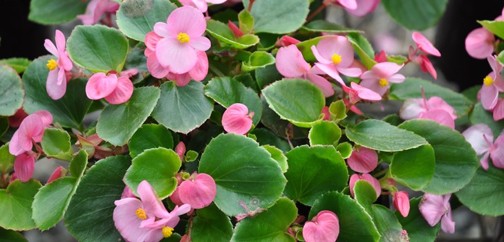 Begonia ดอกไม้ในร่ม: ดูแลบ้าน