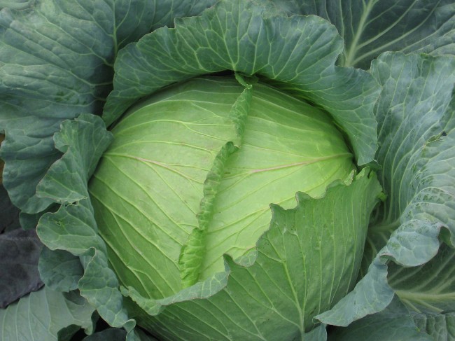 Cruciferae หมัด: วิธีการต่อสู้