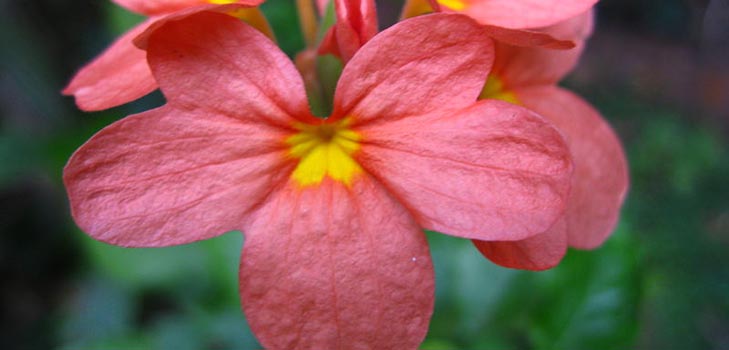 Crossandra: การดูแลและถ่ายภาพ