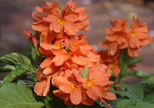 Crossandra: สายพันธุ์