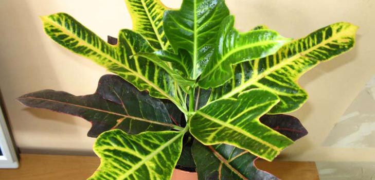 Croton: ดูแลบ้าน