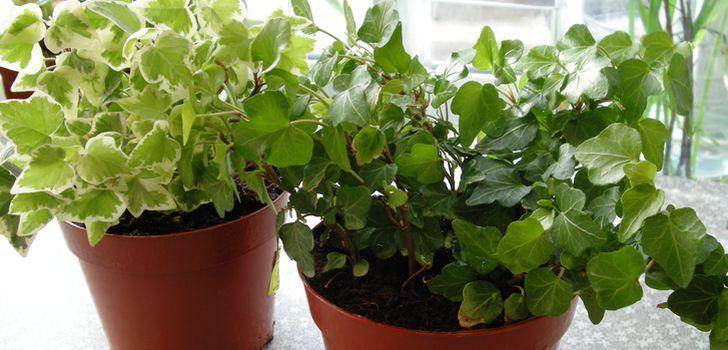 ปฏิทินจันทรคติของ houseplants 2016: ถูกต้องที่สุด ตาราง วันที่ไม่เอื้ออำนวยสำหรับการปลูกถ่าย