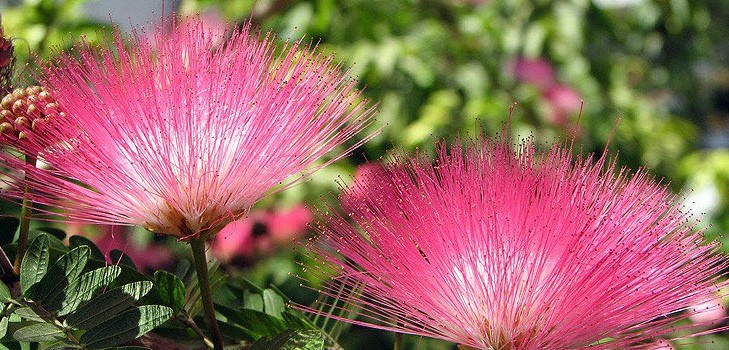 Mimosa ขี้อาย: ลักษณะของการดูแล Mimosa ขี้อาย: ลักษณะของการดูแล