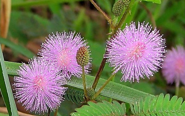 Mimosa ขี้อาย: ลักษณะของการดูแล Mimosa ขี้อาย: ลักษณะของการดูแล