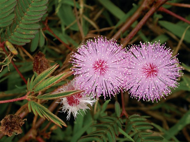 Mimosa ขี้อาย: ลักษณะของการดูแล Mimosa ขี้อาย: ลักษณะของการดูแล