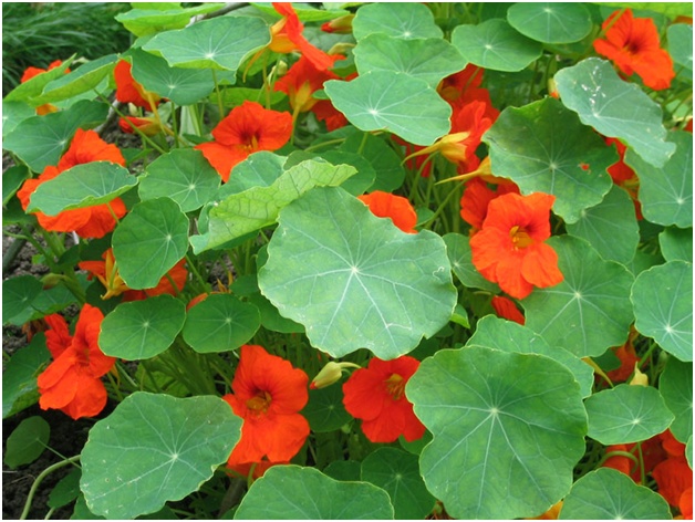 หลายสี