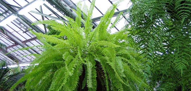 Nephrolepis - เฟิร์นบ้านที่มีเสน่ห์
