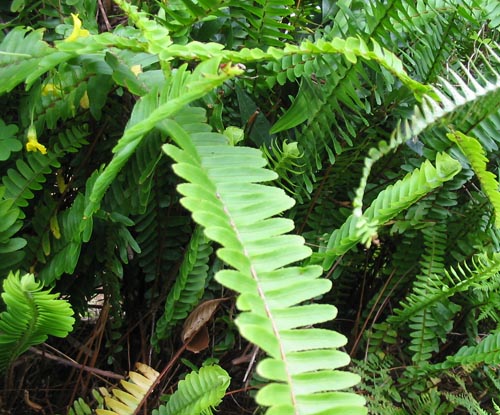Nephrolepis: การดูแลที่บ้าน
