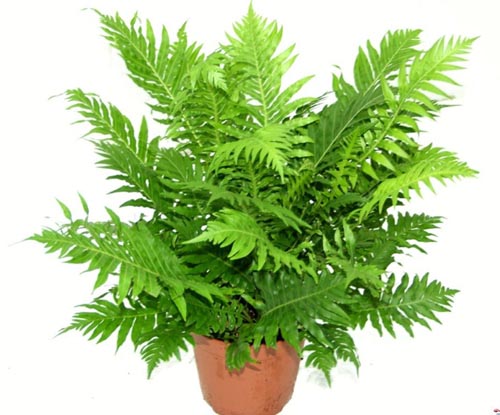 Nephrolepis การทำสำเนา