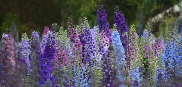 delphiniums นิวซีแลนด์