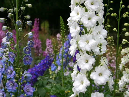 delphiniums นิวซีแลนด์