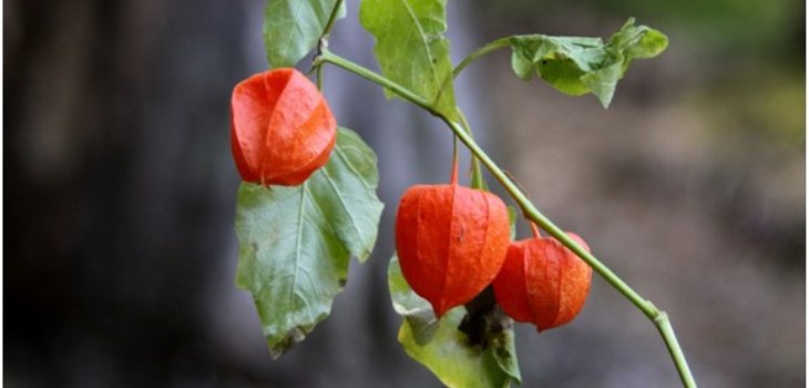 พืช physalis