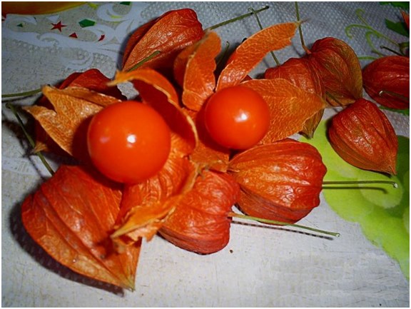 ผลเบอร์รี่ของ physalis