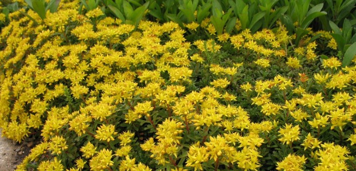 คลีนซิ่ง, sedum, กระต่ายหญ้า! การเพาะปลูก succulents ใน flowerbed และบน windowsill