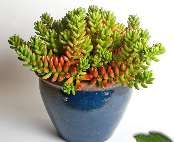 คลีนซิ่ง, sedum, กระต่ายหญ้า! การเพาะปลูก succulents ใน flowerbed และบน windowsill
