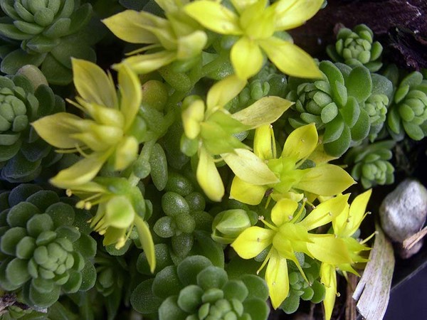 คลีนซิ่ง, sedum, กระต่ายหญ้า! การเพาะปลูก succulents ใน flowerbed และบน windowsill