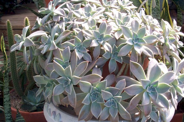 คลีนซิ่ง, sedum, กระต่ายหญ้า! การเพาะปลูก succulents ใน flowerbed และบน windowsill