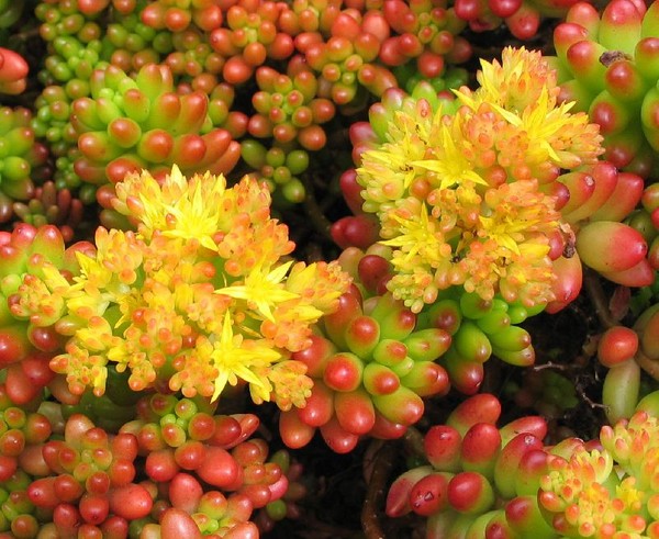 คลีนซิ่ง, sedum, กระต่ายหญ้า! การเพาะปลูก succulents ใน flowerbed และบน windowsill