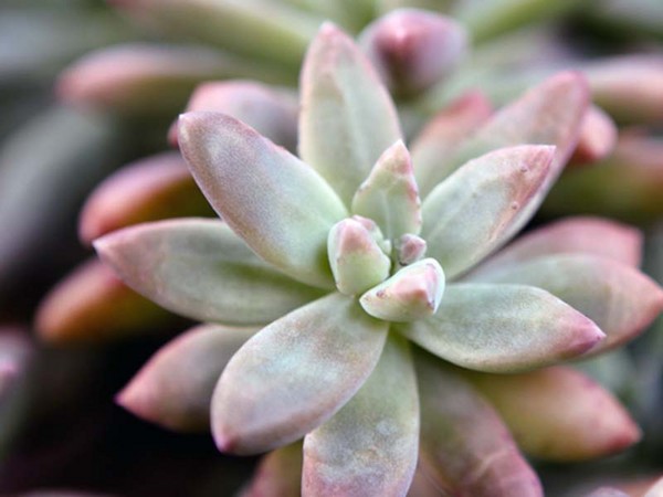คลีนซิ่ง, sedum, กระต่ายหญ้า! การเพาะปลูก succulents ใน flowerbed และบน windowsill