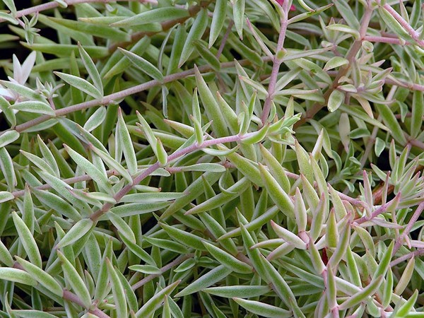 คลีนซิ่ง, sedum, กระต่ายหญ้า! การเพาะปลูก succulents ใน flowerbed และบน windowsill