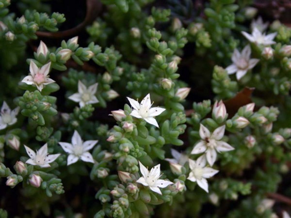 คลีนซิ่ง, sedum, กระต่ายหญ้า! การเพาะปลูก succulents ใน flowerbed และบน windowsill