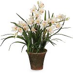 Orchid Cymbidium: การดูแลและเนื้อหา Orchid Cymbidium: การดูแลและเนื้อหา