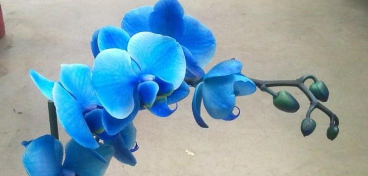 กล้วยไม้ที่สวยงาม