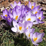Primroses ในสวน Primroses ในสวน