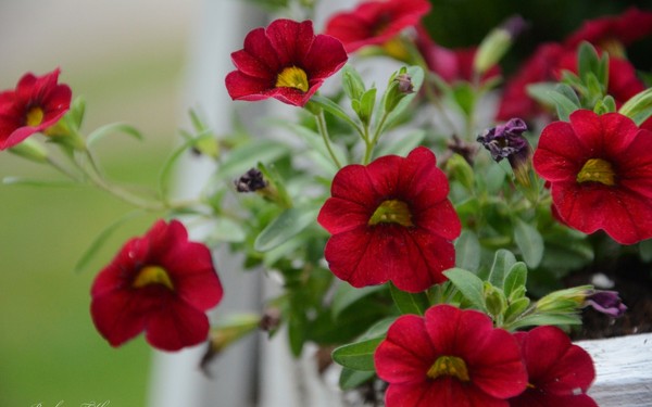 ปลูก petunia และดูแลเธอ