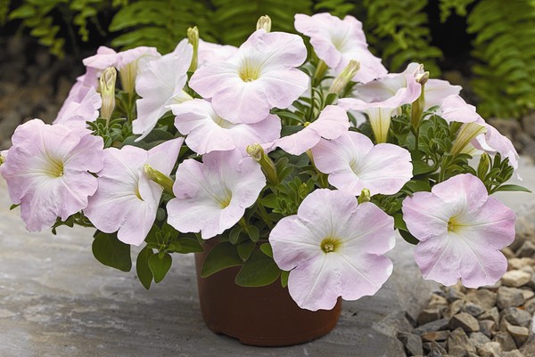 ปลูก petunia และดูแลเธอ