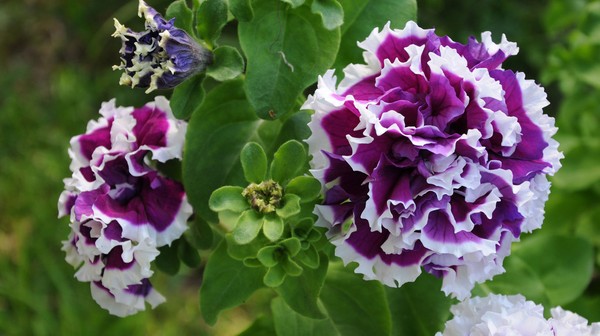 ปลูก petunia และดูแลเธอ
