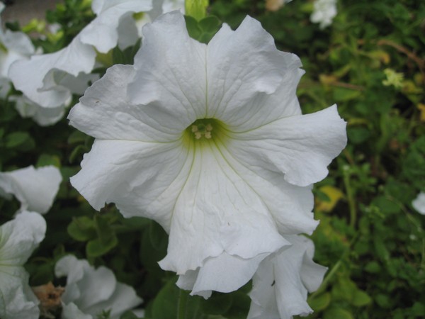 ปลูก petunia และดูแลเธอ
