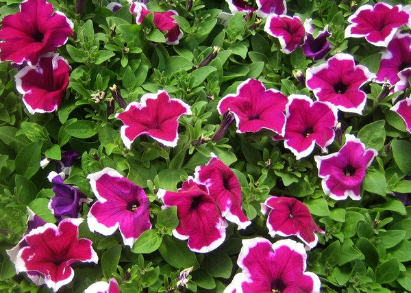 ปลูก petunia และดูแลเธอ