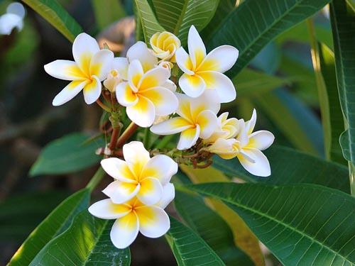 การทำสำเนาของ plumeria