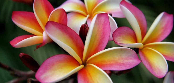 Plumeria: ภาพและการดูแลที่บ้าน