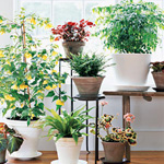 houseplants ที่เป็นประโยชน์
