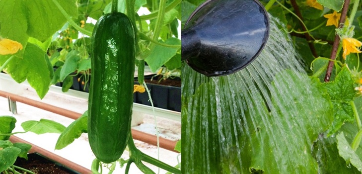 กลเม็ดคนทำสวน: กฎของการรดน้ำแตงกวาในพื้นที่เปิดโล่งและเรือนกระจก กลเม็ดคนทำสวน: กฎของการรดน้ำแตงกวาในพื้นที่เปิดโล่งและเรือนกระจก