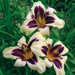 ปลูก daylilies