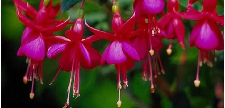 ดอกไม้สีแดงม่วง