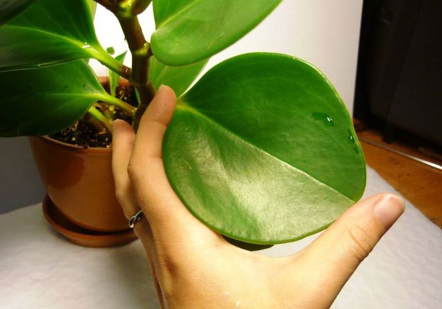 ดูแล pyperium