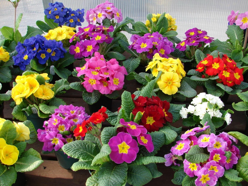 Primrose ในสวน - คำแนะนำสำหรับการเจริญเติบโต