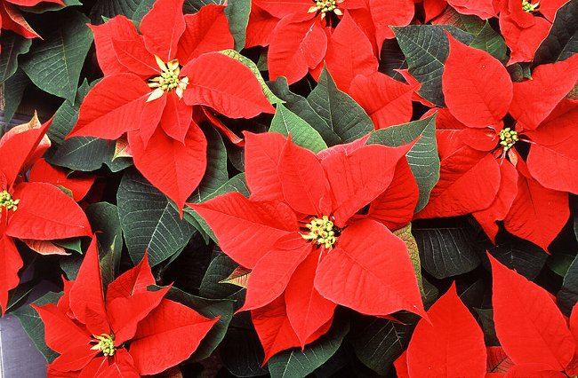 Poinsettia: ดาวคริสต์มาส